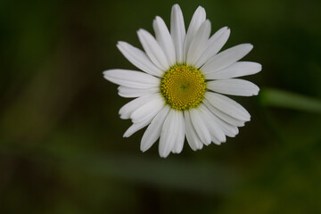 white daisy flower growing wild