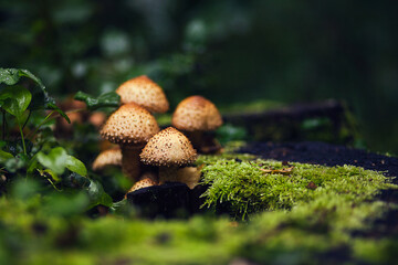Toadstool mushrooms on shrub. Poisonous mushrooms, close up. Forest mushroom grebe in forest. Nature background.