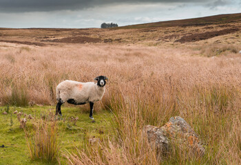 Swaledale sheep on Northumberland moorland