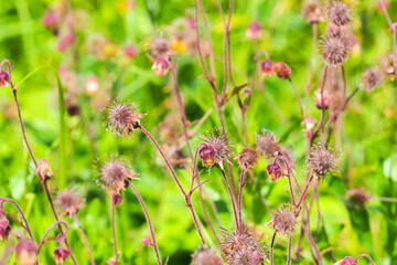 Fototapeta premium Pink flowers and seeds on the meadow, geum rivale plant or water avens