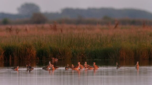 Group of Ruff - Philomachus pugnax stands in shallow water