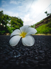 Single frangipani flower on the road side. White frangipani flower