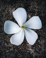 Single frangipani flower on the road side. White frangipani flower