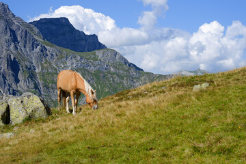 horse in the mountains
