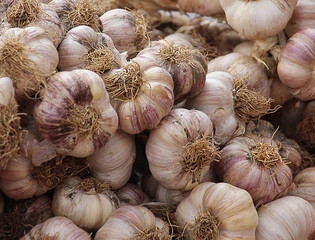 close up of garlic