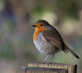 robin on a fence