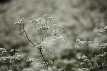 hogweed