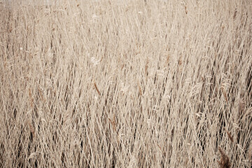 grass background