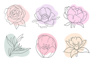Vector line black illustration graphics flowers: peony, rose, strelitzia, daffodil with colors stains.