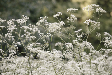 flowers in the grass