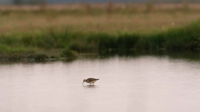 Ruff - Philomachus pugnax stands in shallow water