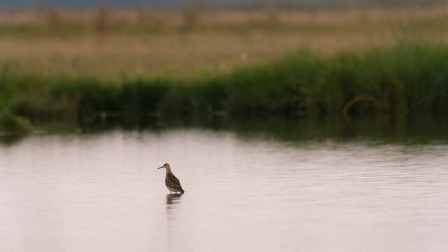 Ruff - Philomachus pugnax stands in shallow water