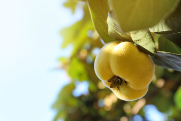 Quince tree branch with fruit outdoors, closeup. Space for text