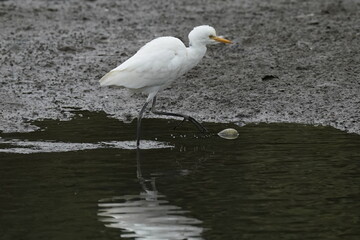 cattle egret in the pond