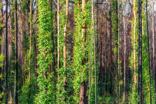 Green summer forest regrowing after wildfire