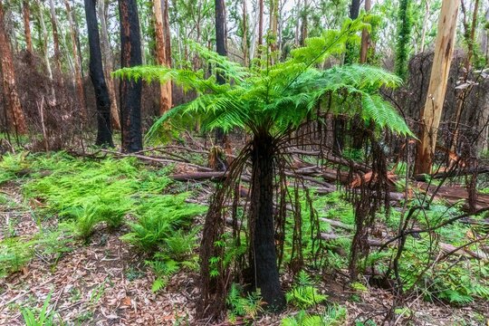 Flora regrowing in half-burned forest in&not;&dagger;Murramarang National Park