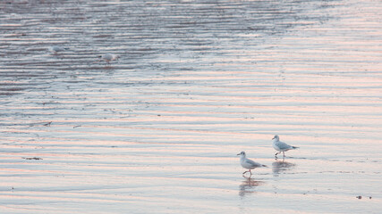 birds on the water