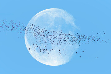 A flock of crows flying in the sky full moon in the background "Elements of this image furnished by NASA "