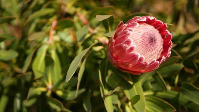 Protea pink flower in garden, California USA. Sugarbush repens springtime bloom, romantic botanical atmosphere, delicate exotic blossom. Coral salmon spring color. Flora of South Africa. Soft blur.
