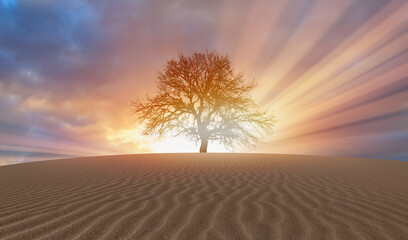 Obraz na płótnie Canvas Silhouette of dry tree in desert at sunset