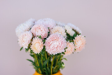 flowers asters pink