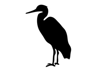 Fototapeta premium héron cigogne oiseau échassier