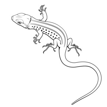 Lizard. Vector clipart. All elements are colorable.