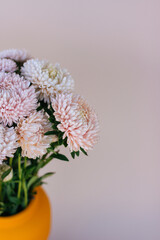 flowers asters pink gray background