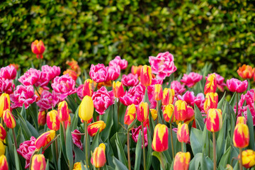 Pink tulip flowers blooming in a tulip field, against the background of blurry tulip flowers