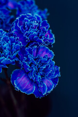 Obraz premium clove flowers blue background