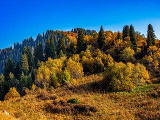autumn forest in the mountains