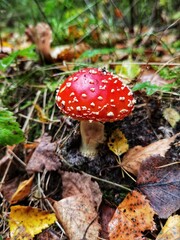 Red fly agaric. Toxic mushroom. Amanita muscaria.