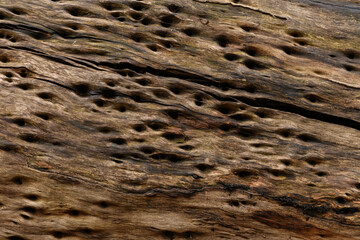 Close up textures of peeling bark on trunk of eucalyptus gum tree ideal as nature background