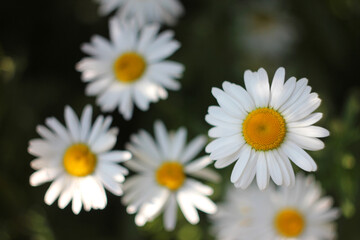 Obraz premium Flowers Daisies Depth of field beautiful natural photography