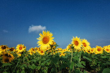 満開のひまわり畑