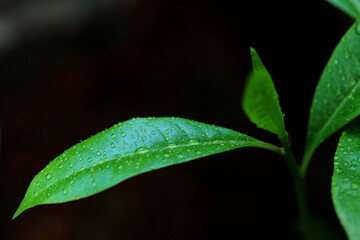 Closeup the young shoots of the Cerbera odollam tree are covered with mist in dark background