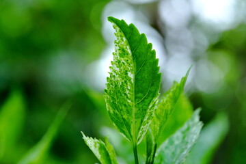 Closeup the young shoots of the Hibiscus rosa-sinensis tree