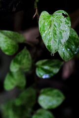 Closeup Epipremnum aureum tree with water mist on them