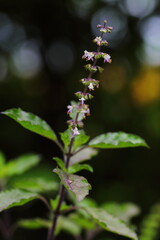Big Closeup flower of Ocimum tenuiflorum tree on dark background
