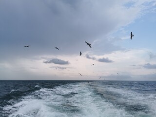 A view from back of the motorboat towards the sea ocean with the seaguls flying in the back
