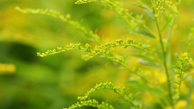 Yellow solidago canadensis, canadian goldenrod flowers.