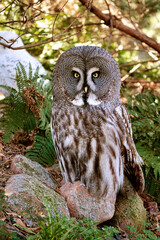 a bearded owl from the Berlin zoo. the view is directed to the observer