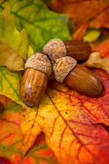 Acorns on autumn leaves close-up. Autumn nature theme.