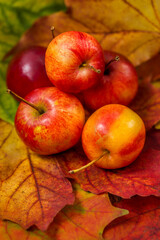 Red small apples in autumn leaves close-up. Autumn nature theme.