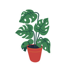 Monstera in the pot, vector plant in the flowerpot. Vector illustration in flat cartoon style on white background