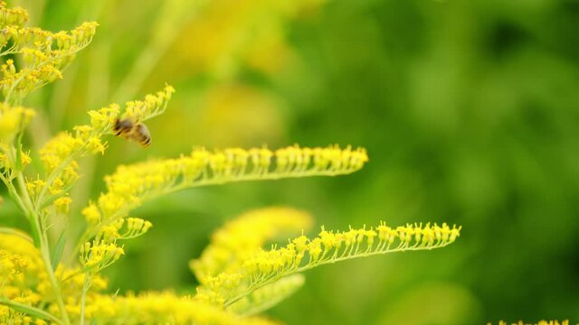 Yellow goldenrod flowers, solidago gigantea. Canada goldenrod. Honey bee collects nectar.