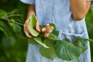 The hand of a child, little girl , holding and look through magnifying glass on hazelnut tree