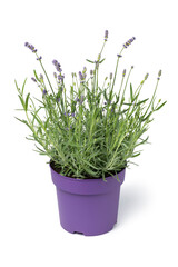  Lavender plant in a purple plant pot isolated on white background  