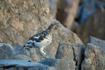 Ptarmigan in its natural habitat between rocks