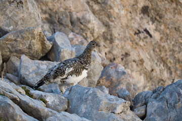 Ptarmigan in its natural habitat between rocks